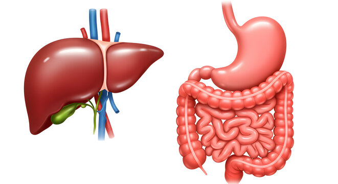 Digestive System Featuring Liver Stomach and Intestines Diagram in Bright Color