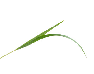 Elegant Curve, A Single Blade of Green Grass Isolated on a Pristine Plain White Background, Showcasing Nature's Delicate Beauty with a Clean and Minimalist Aesthetic