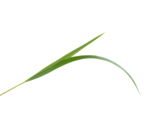 Elegant Curve, A Single Blade of Green Grass Isolated on a Pristine Plain White Background, Showcasing Nature's Delicate Beauty with a Clean and Minimalist Aesthetic
