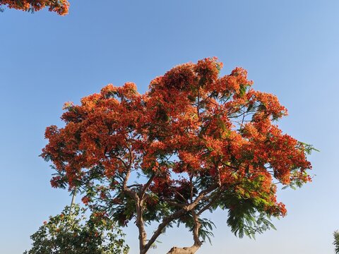 Red Peacock Flower Tree in Spring, Green trees plants with Red flowers, young trees plant in garden at sunny summer day having Blue SKY background.
Full landscaping bloom of flame tree flowers Garden.