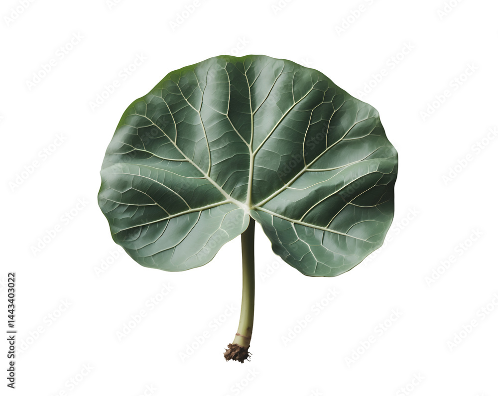 Poster elegant fiddle leaf fig leaf displaying intricate vein structure and natural green hue against a sol