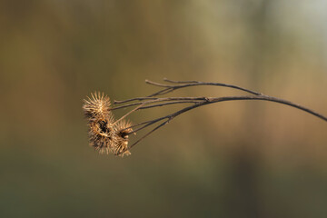 Close-up of dried burdock plant on thin branch with soft, blurred background displaying visible moire pattern. Image captures intricate natural textures and delicate dried seed pods in minimalism
