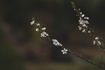 Close-up shot of slender branch adorned with delicate white blossoms and fresh green buds. Natural background, dreamy blend of dark and colorful hues, creating serene and artistic atmosphere