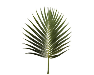 Fototapeta premium Elegant isolated areca palm leaf showcasing its delicate narrow tips against a stark field ideal for botanical studies and minimalistic designs