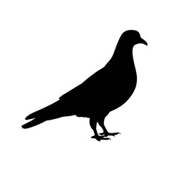 Obraz premium Minimalist and detailed silhouette of a pigeon bird standing on the ground