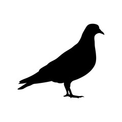 Obraz premium Minimalist and detailed silhouette of a pigeon bird standing on the ground