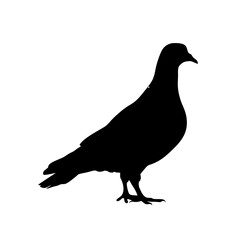 Obraz premium Minimalist and detailed silhouette of a pigeon bird standing on the ground