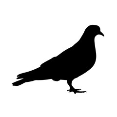 Obraz premium Minimalist and detailed silhouette of a pigeon bird standing on the ground