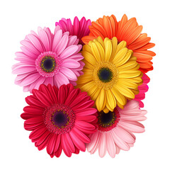 Vibrant bouquet of colorful Gerbera Daisies on a transparent background Closeup of pink, red, yellow, and orange flowers Concept of spring, beauty, and floral arrangement