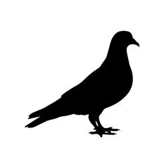 Fototapeta premium Minimalist and detailed silhouette of a pigeon bird standing on the ground