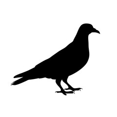 Fototapeta premium Minimalist and detailed silhouette of a pigeon bird standing on the ground