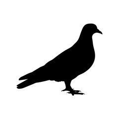 Obraz premium Minimalist and detailed silhouette of a pigeon bird standing on the ground