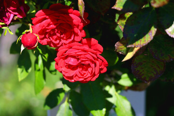 Beautiful red roses growing in the garden. Selective focus.