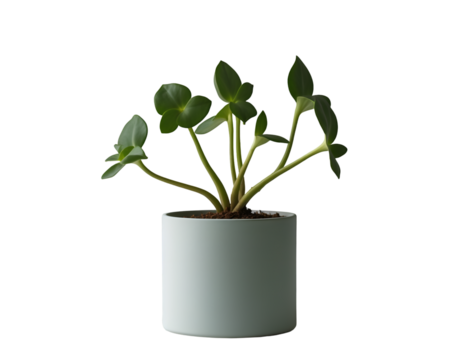Elegant oxalis tetraphylla plant in minimalist cylinder pot, showcasing simplicity and natural beauty on a plain background, ideal for modern botanical illustration