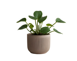 Obraz premium Elegant Peperomia Plant in Ribbed Pot, A Study in Botanical Simplicity and Modern Design Aesthetics for Interior Decor or Plant Enthusiasts