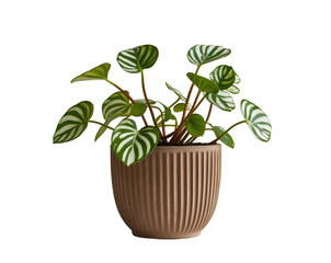 Fototapeta premium Elegant peperomia plant in ribbed pot, showcasing botanical beauty, ideal for home decor, adding a touch of greenery, with its lush leaves and textured container