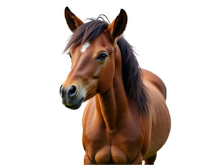 Obraz premium Elegant Portrait of a Brown Farm Pony with Intricately Braided Mane Showcasing Graceful Lines and Captivating Depth of Field in an Artistic Rendering