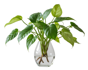 Elegant Pothos Plant Displayed in Transparent Vase, Showcasing Lush Green Foliage and Roots in Water, a Natural and Modern Decorative Element