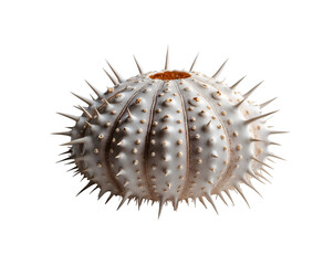 Obraz premium Elegant sea urchin shell with sharp spikes isolated against a dark backdrop, showcasing its intricate texture and structural details in a captivating studio shot