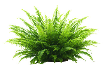 Lush green fern plant isolated on black background vibrant foliage detailed texture rich color on transparent background