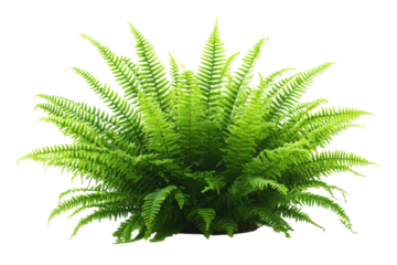 Lush green fern plant isolated on black background vibrant foliage detailed texture rich color on transparent background