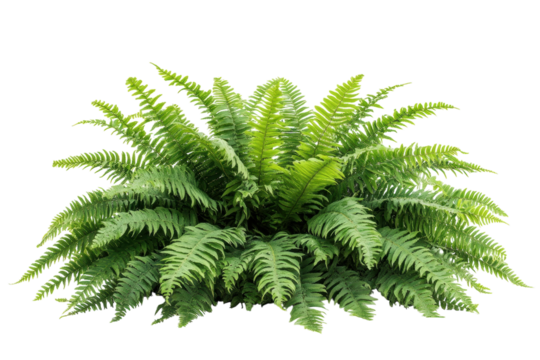 Lush green fern plant isolated on black background vibrant foliage detailed texture perfect on transparent background