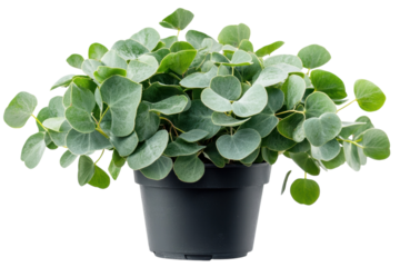 Lush green potted plant with round leaves vibrant foliage in a dark pot against a black on transparent background
