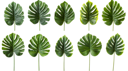 Unique green leaves arranged in a creative pattern