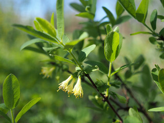 Flowers and leaves of honeysuckle  plant in the spring