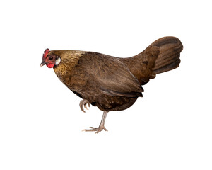 Bantam hen moving. The isolation is on a transparent background in the PNG format.