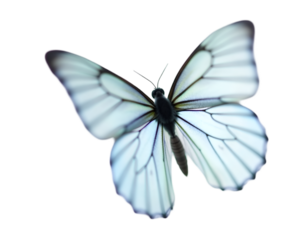 Elegant White Butterfly with Intricate Wing Veins on a Deep Backdrop, a Captivating Study of Nature's Delicate Beauty and Sophisticated Detail, Wing Texture, and Serenity