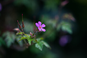 Purple flower of herb-robert on blurred background.