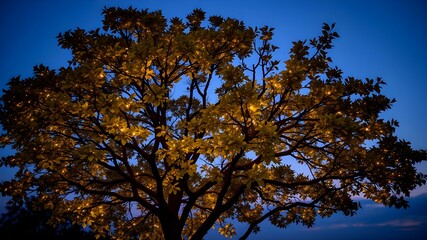 Obraz premium Golden Hour Oak Silhouette: An ethereal, backlit silhouette of a majestic oak tree in the golden hour, its leaves ablaze against the twilight sky, offering a sense of tranquility and timeless beauty.