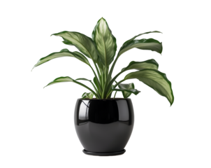 Elegant Zamioculcas Zamiifolia in Glossy Black Pot, A Stylish Indoor Plant for Modern Home Decor and Air Purification Displayed on Isolated Setting