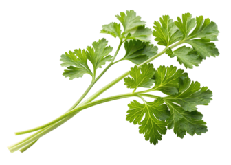 small bunch of fresh curly parsley isolated on white background
