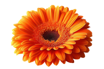 Vibrant orange gerbera daisy on black background a stunning floral bloom with vivid color and on transparent background