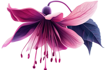Vivid fuchsia flower detailed petals and leaves against a black background showcasing vibrant on transparent background