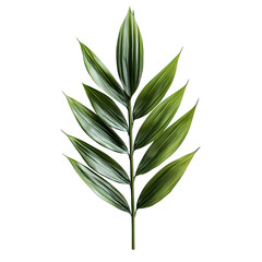Fototapeta premium Bamboo leaves isolated on white background
