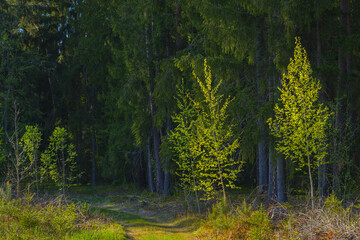 Fototapeta premium A Serene Forest Path Featuring Bright Green Trees Surrounded by Lush Nature and Tranquility