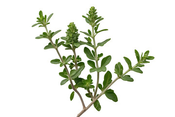 Fototapeta premium Fresh Oregano, A Vibrant Culinary Herb with Aromatic Leaves and Delicate Stems Presented on an Isolated Plain Background for Culinary and Botanical Use