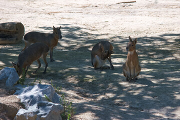Group of wild animals resting under shady trees in a natural habitat in daytime