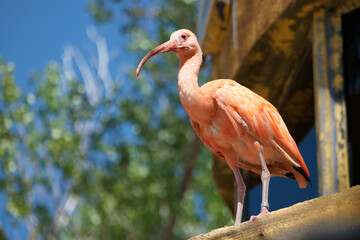 Colorful bird perched on a ledge against a bright blue sky in a lush environment during daylight...