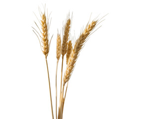 Fototapeta premium Golden Wheat Stalks Elegantly Floating, Showcasing the Beauty of Agriculture and Harvesting with a Soft, Delicate Shadow, Symbolizing Growth and Abundance