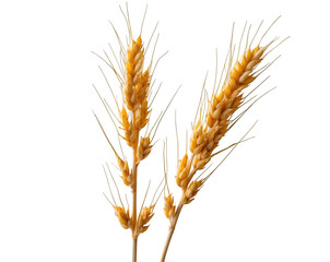 Fototapeta premium Golden wheat stalks in artistic arrangement symbolizing harvest and abundance, captured in a minimalist style with intricate details for an elegant composition