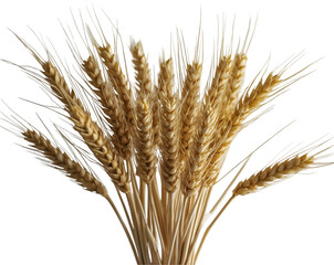 Fototapeta premium Golden Wheat Stalks, A Soft Focus Still Life Capturing the Essence of Harvest and Agricultural Beauty, Perfect for Decorative and Conceptual Imagery