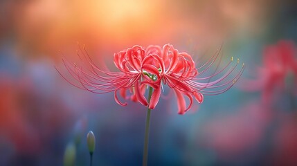 Vivid red spider lily blooms bathed in soft, colorful, and vibrant sunlight