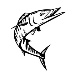 Mascot illustration of a wahoo, Acanthocybium solandri, a scombrid fish that is also known as ono or hoo,  jumping up on isolated white background done in retro black and white style.