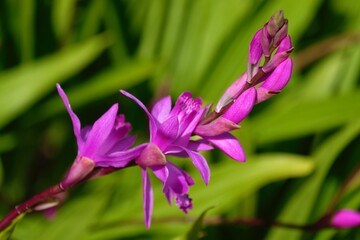 Striped Chinese ground orchid or Japanese orchid (Bletilla striata) 
