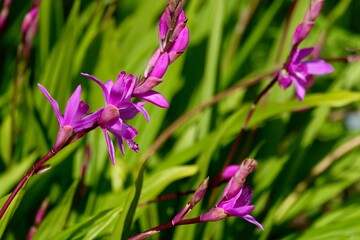Striped Chinese ground orchid or Japanese orchid (Bletilla striata) 