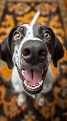 Happy German shorthaired pointer. The dog's mouth is open and its tongue is hanging out